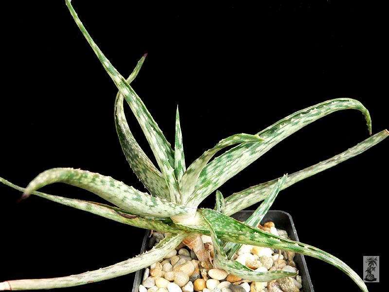 Aloe fragilis, Cap Manambato, Madagascar