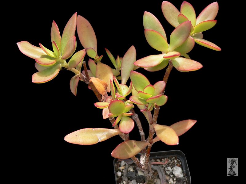 Crassula cultrata, Bluewater Bay