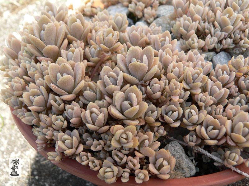 Orostachys boehmeri