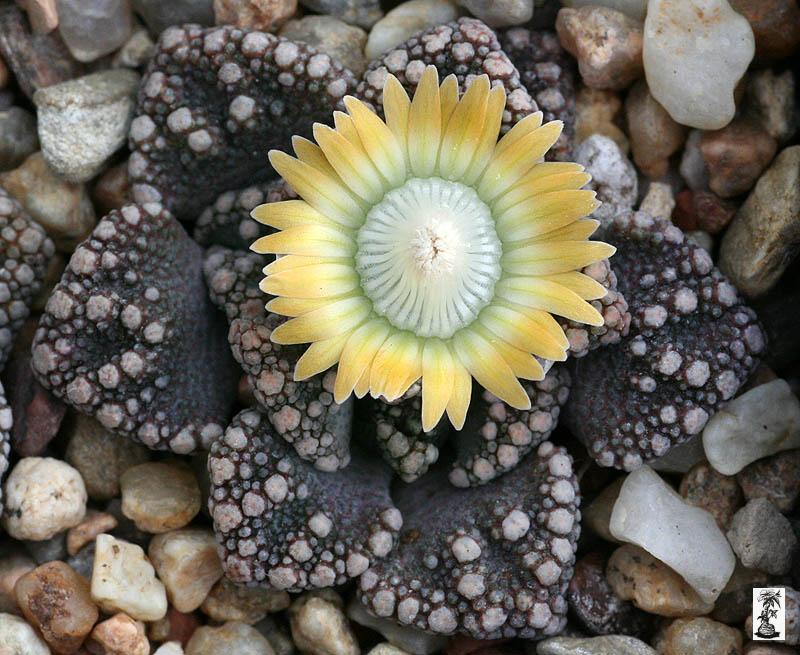 Titanopsis calcarea, SB 1111, Magersfontein