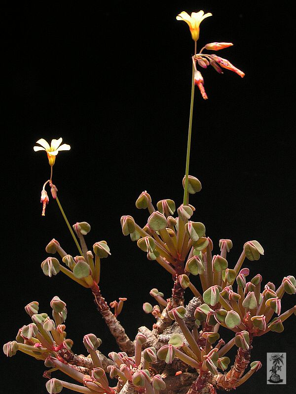 Oxalis paposana