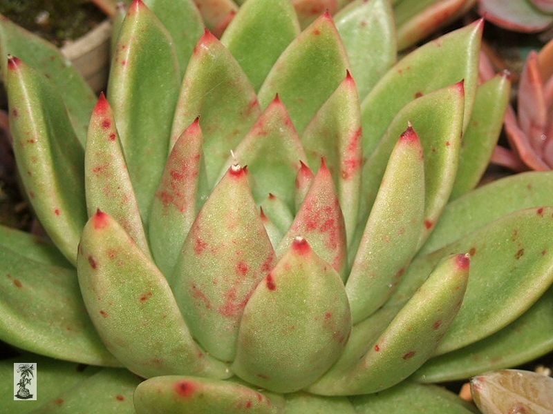 Echeveria agavoides