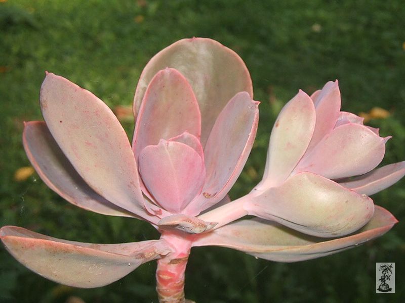 Echeveria gibbiflora ´Metallica´