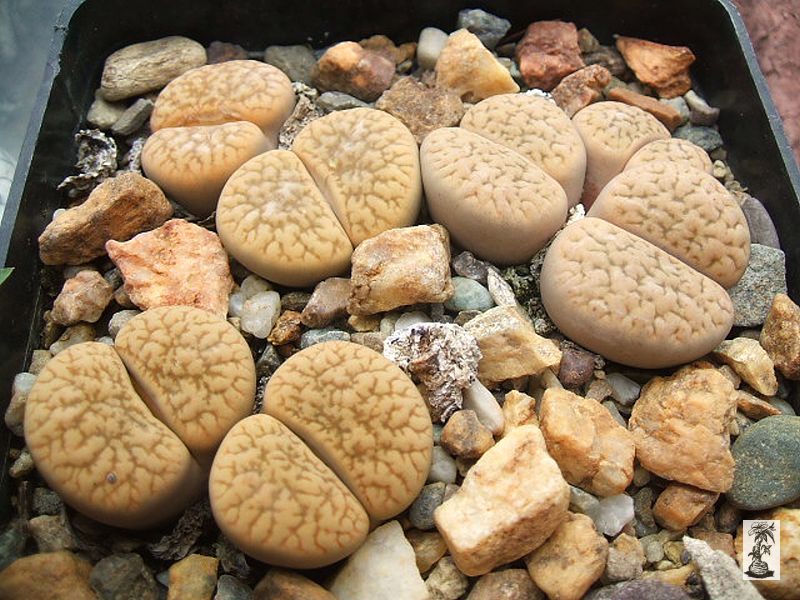 Lithops verrulucosa