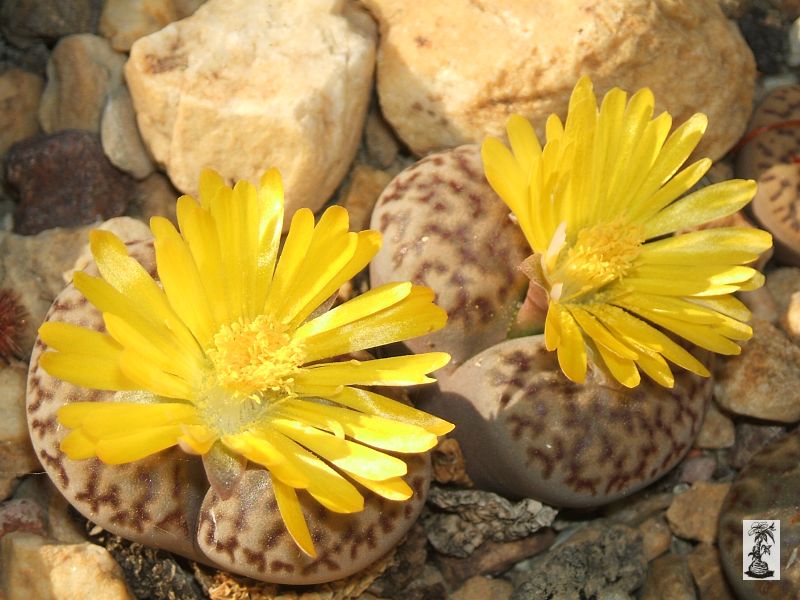 Lithops bromfieldii 