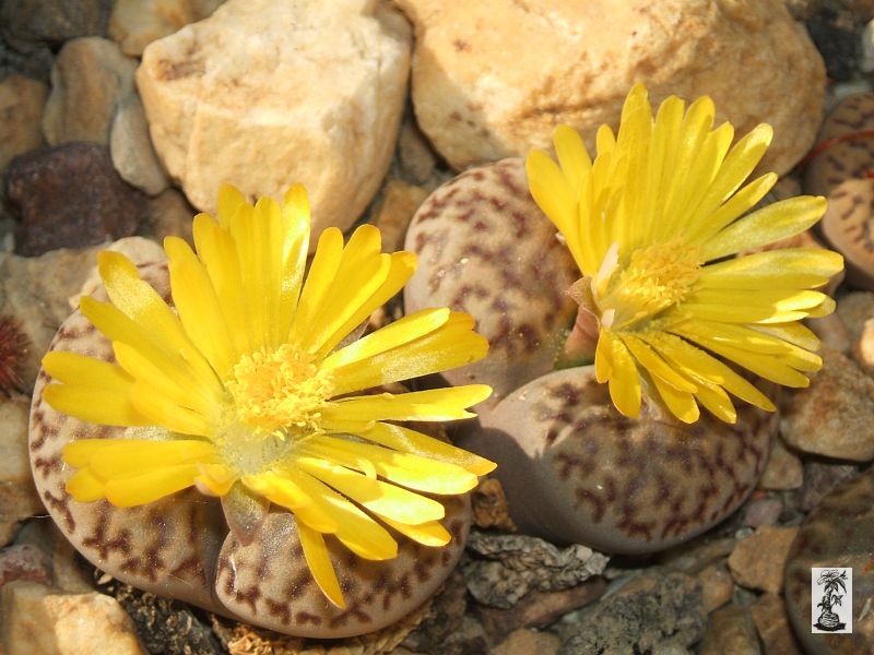 Lithops bromfieldii 