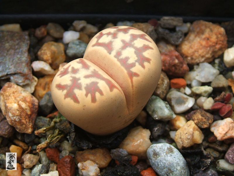 Lithops dorotheae 