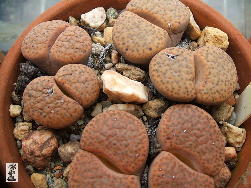 Lithops fulviceps