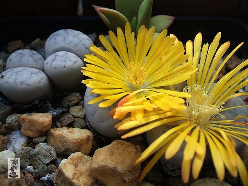 Lithops gracilidelineata