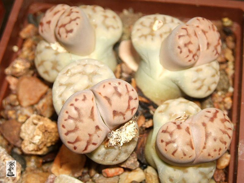 Lithops karasmontana