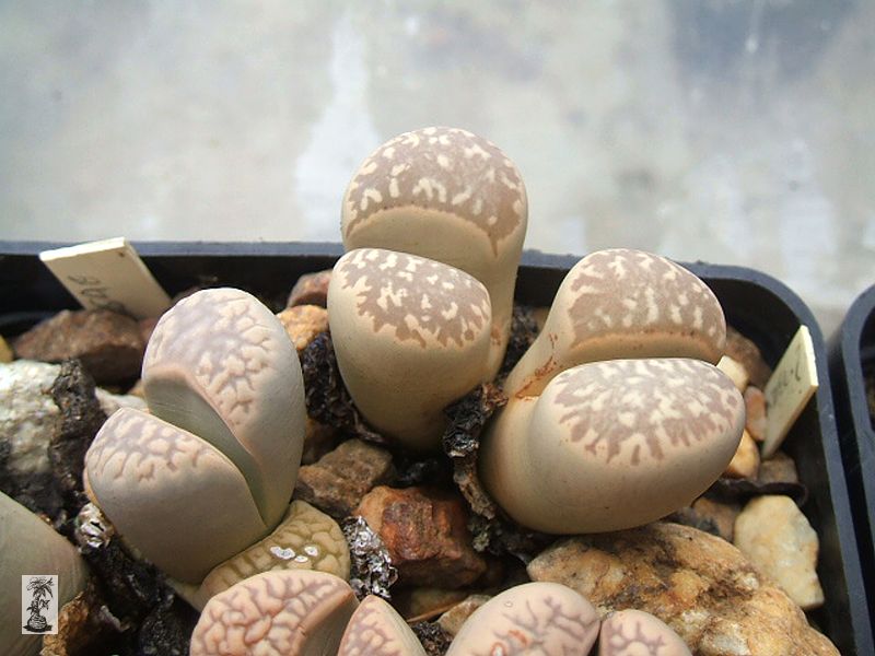 Lithops marmorata var. elisae