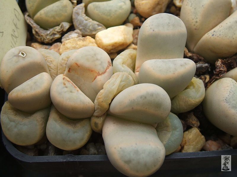 Lithops meyeri