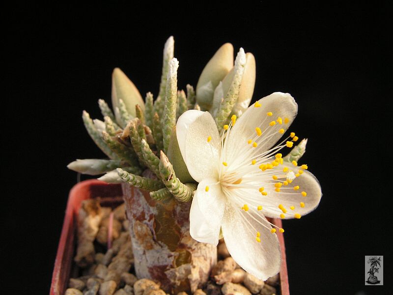 Anacampseros alstonii (syn. Avonia quinaria ssp. alstonii) 2