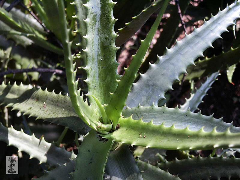 Aloe nyeriensis, Hells Gate, Nyeri, Kenya 