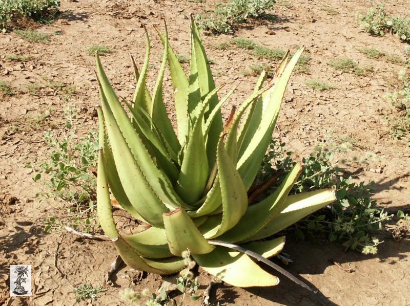 Aloe barbadensis, Bogoria, Kenya