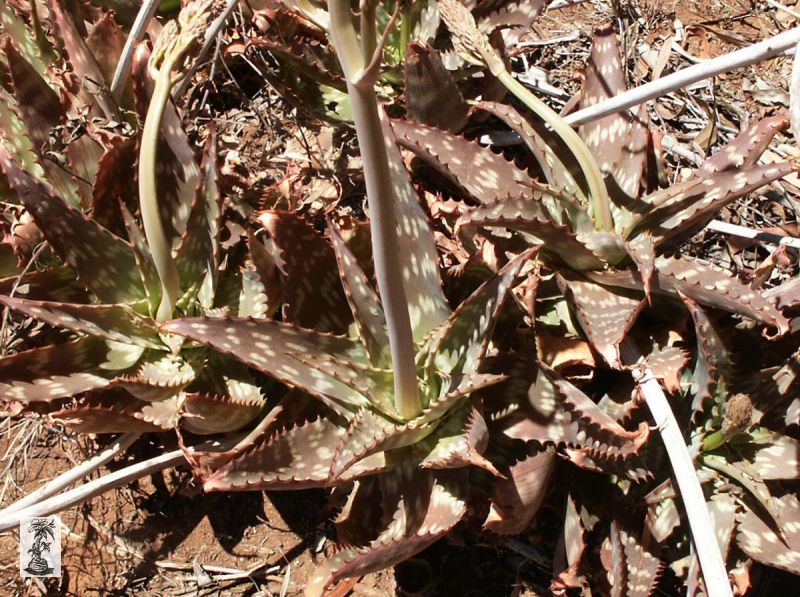 Aloe lateritia var. graminicola, Isiolo, Samburu, Kenya