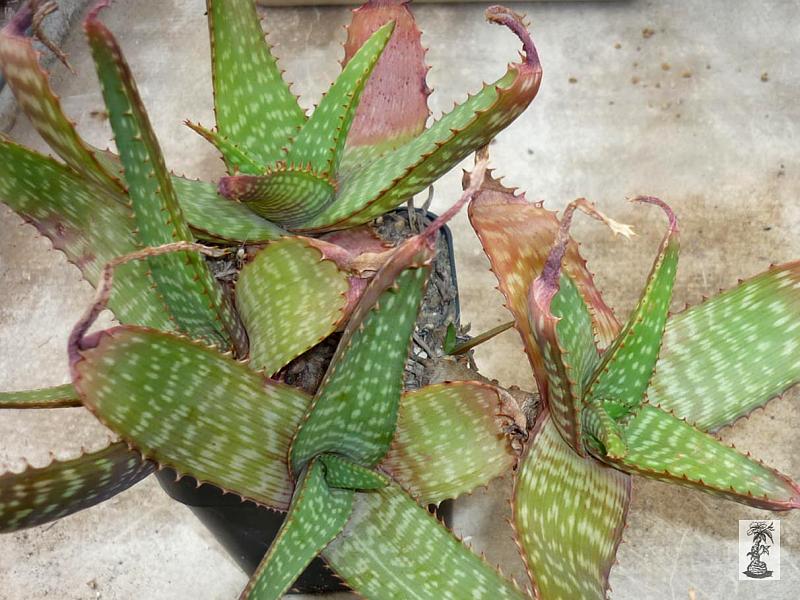 Aloe grandidentata PV 637, W Vryburg, South Africa