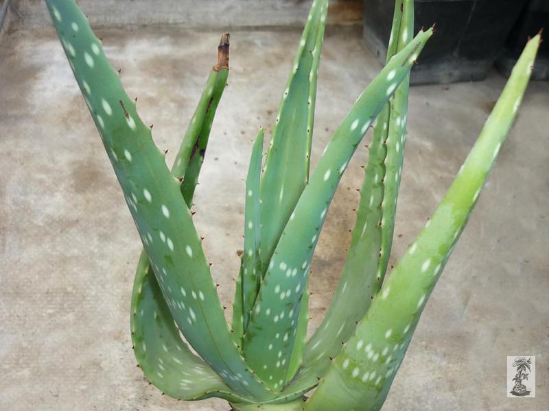 Aloe littoralis, Windhoek, Namibia