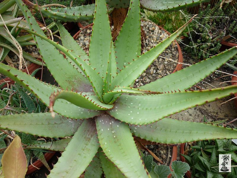 Aloe microstigma Brewelskloof, Worcester, South Africa