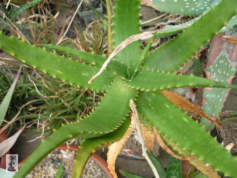 Aloe pubescens, NE Shashamanna, Ethiopia