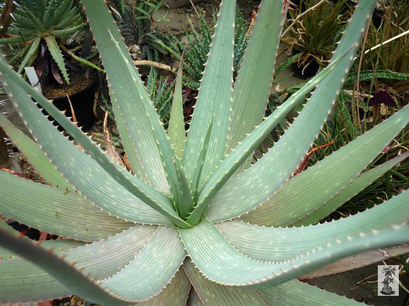 Aloe hereroensis Upington, South Africa