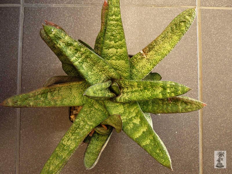 Gasteria batesiana var. dolomitica, Klipwaal Golden Mine, SA