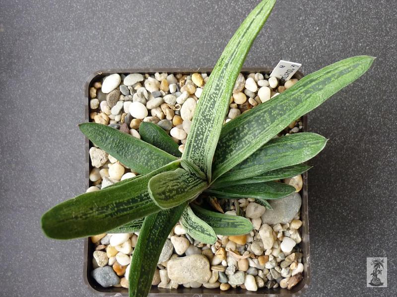 Gasteria ´Isumitsuonishiki´