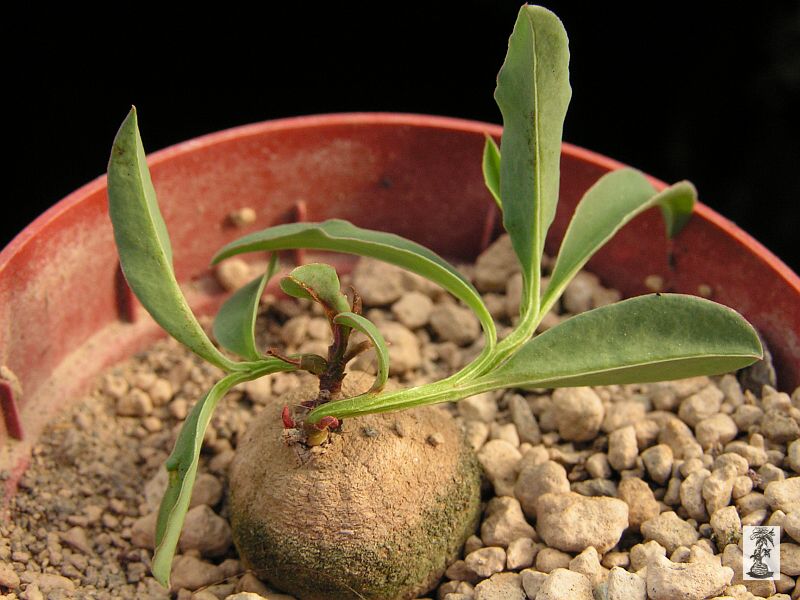 Monadenium gracile