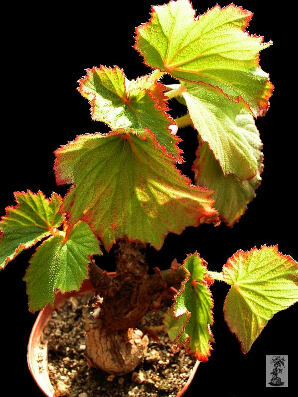 Begonia dipetala