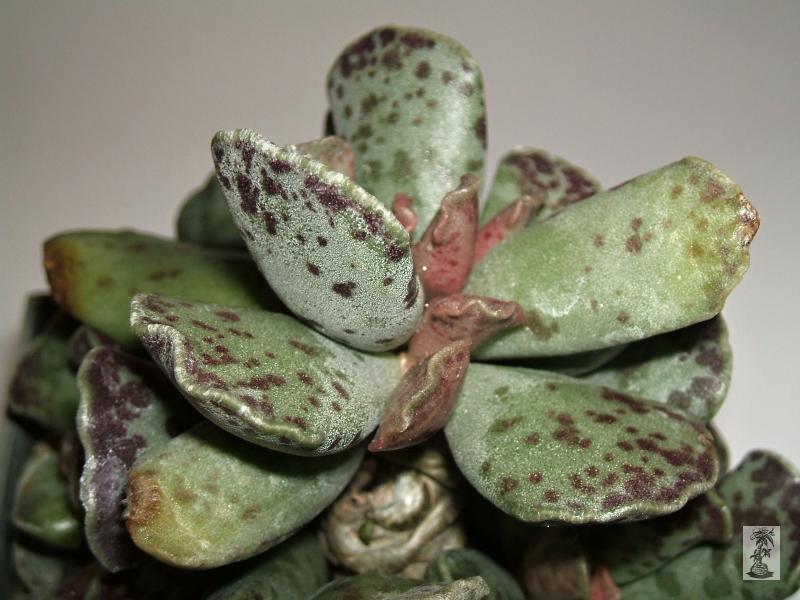 Adromischus cooperi