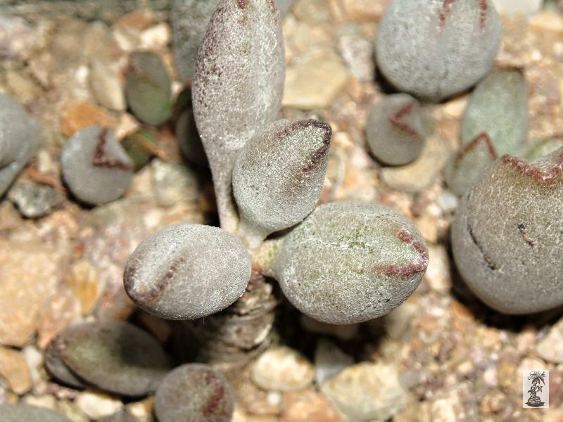 Adromischus marianiae v. kubusensis, PA 209, Dolomite Peak