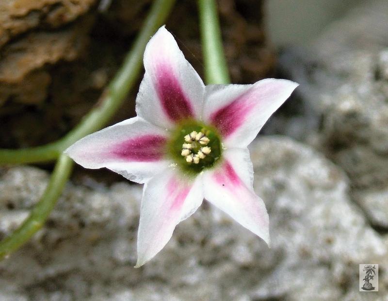 Adromischus caryophyllaceus - kvet