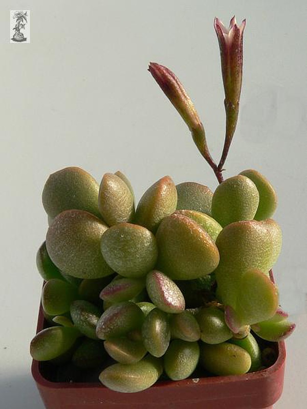 Adromischus nanus, Koerries 