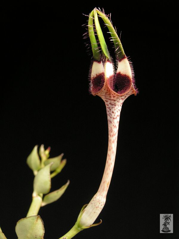 Ceropegia radicans