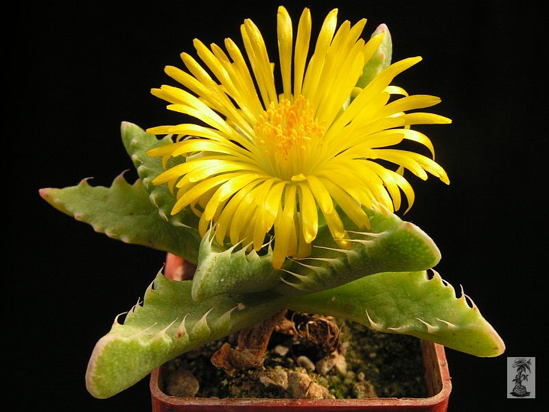 Faucaria cradockensis