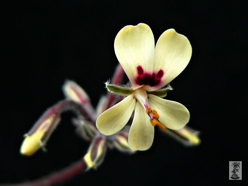 Pelargonium vinaceum, Richtersveld