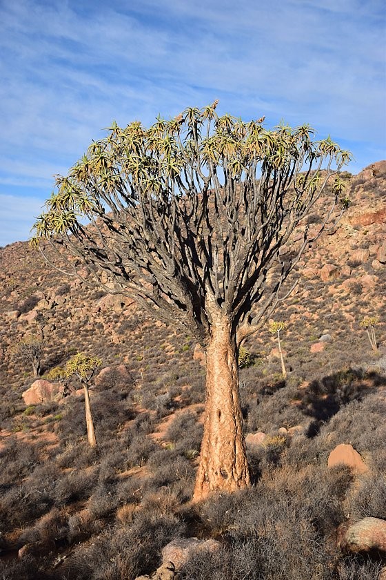 aloidendron-dichotomum-u-springboku--severni-kapsko-.jpg