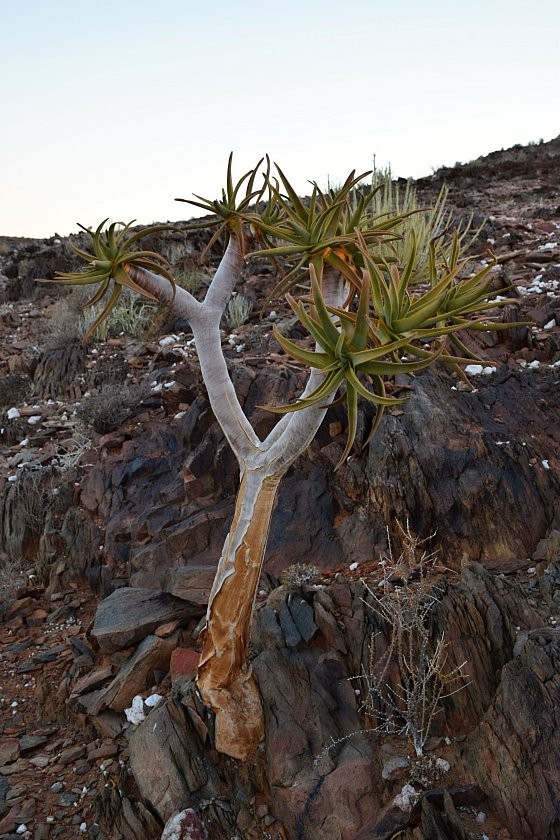 aloidendron-pillansii--richtersveld--severni-kapsko-.jpg
