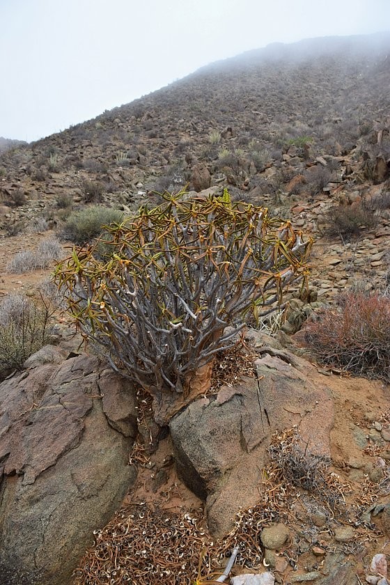 aloidendron-ramosissimum--mlhavy-richtersveld--severni-kapsko-.jpg