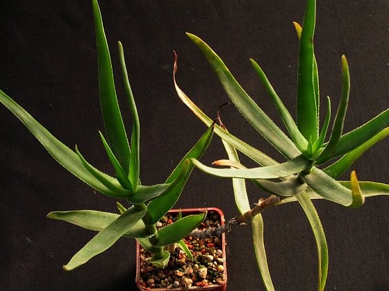 aloiampelos-ciliaris.jpg