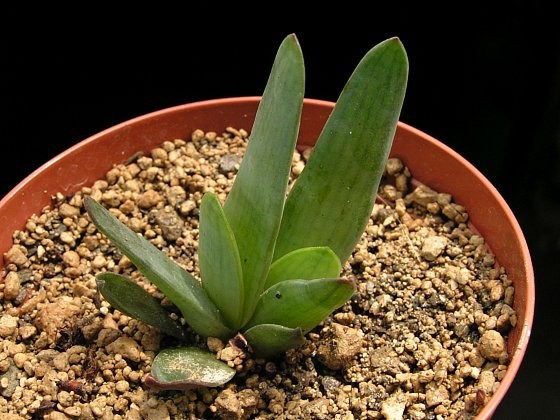 kumara-haemanthifolia.jpg
