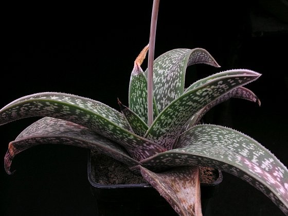 gonialoe-dinteri.jpg