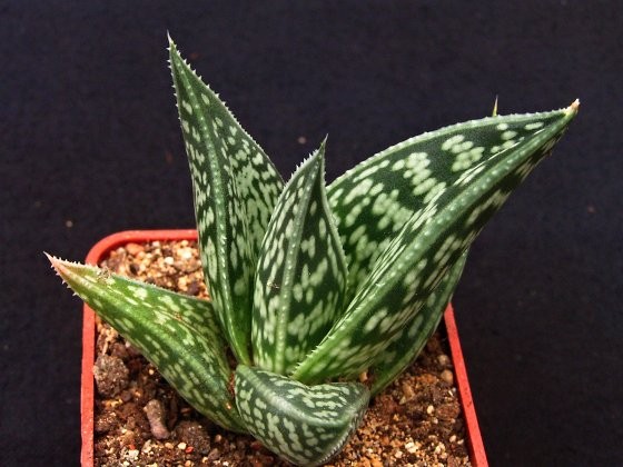 gonialoe-sladeniana.jpg