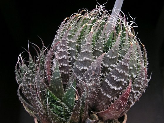 aristaloe-aristata-2.jpg
