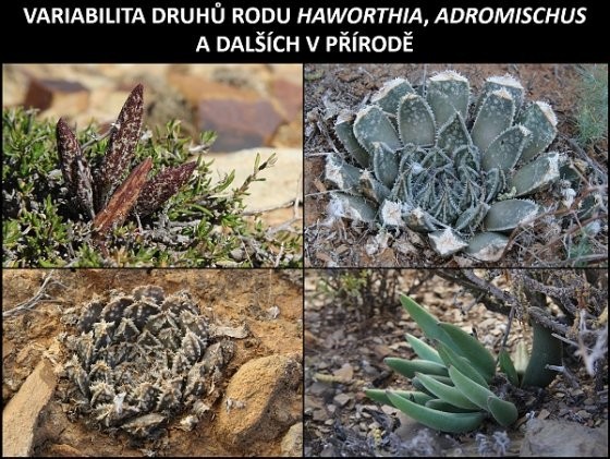 variabilita_haworthia_adromischus.jpg