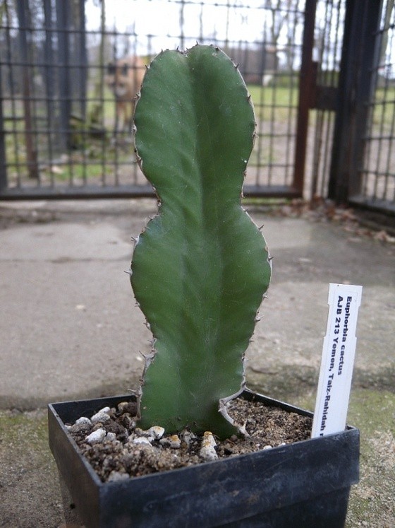 euphorbia-cactus.jpg