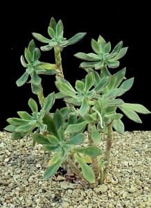 Echeveria harmsii