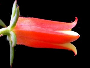 Echeveria harmsii - květ