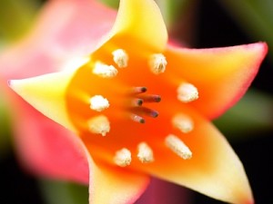 Echeveria harmsii - detail květu