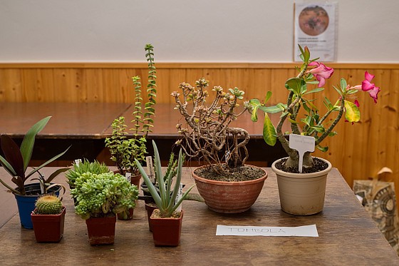 dsc_9446_560.jpg